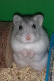 mi piacciono troppo le zampette!!